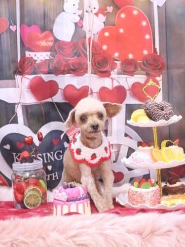 20250227きなこちゃん